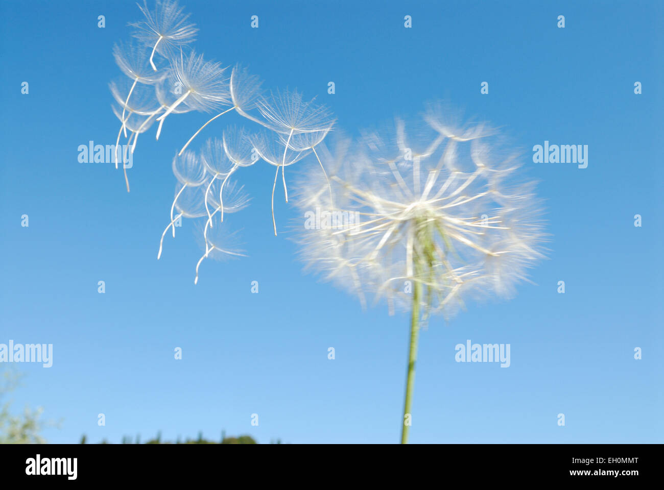 Löwenzahn Samen Kopf und Samen im Wind gegen blauen Himmel Stockfoto