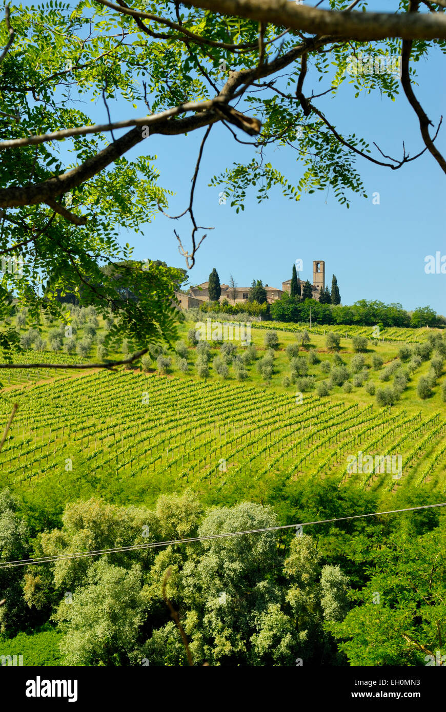 Monte Oliveto Bauernhof mit Kirche und die umliegenden Weinberge und Olivenhaine, zwischen Santa Lucia und San Gimignano, Toskana, Italien Stockfoto