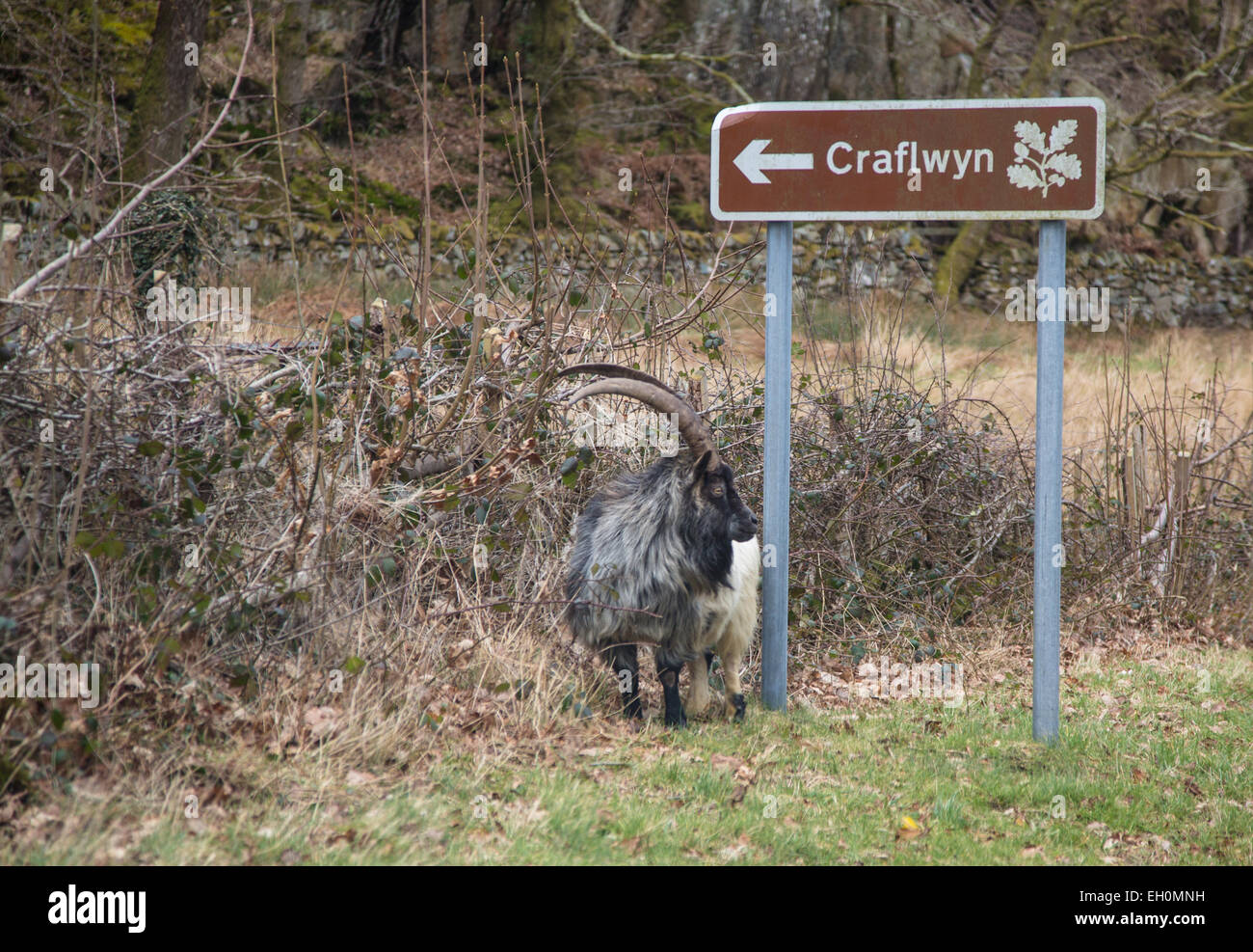 Eine wilde Ziege mit riesigen Hörnern, steht der Wegweiser für das