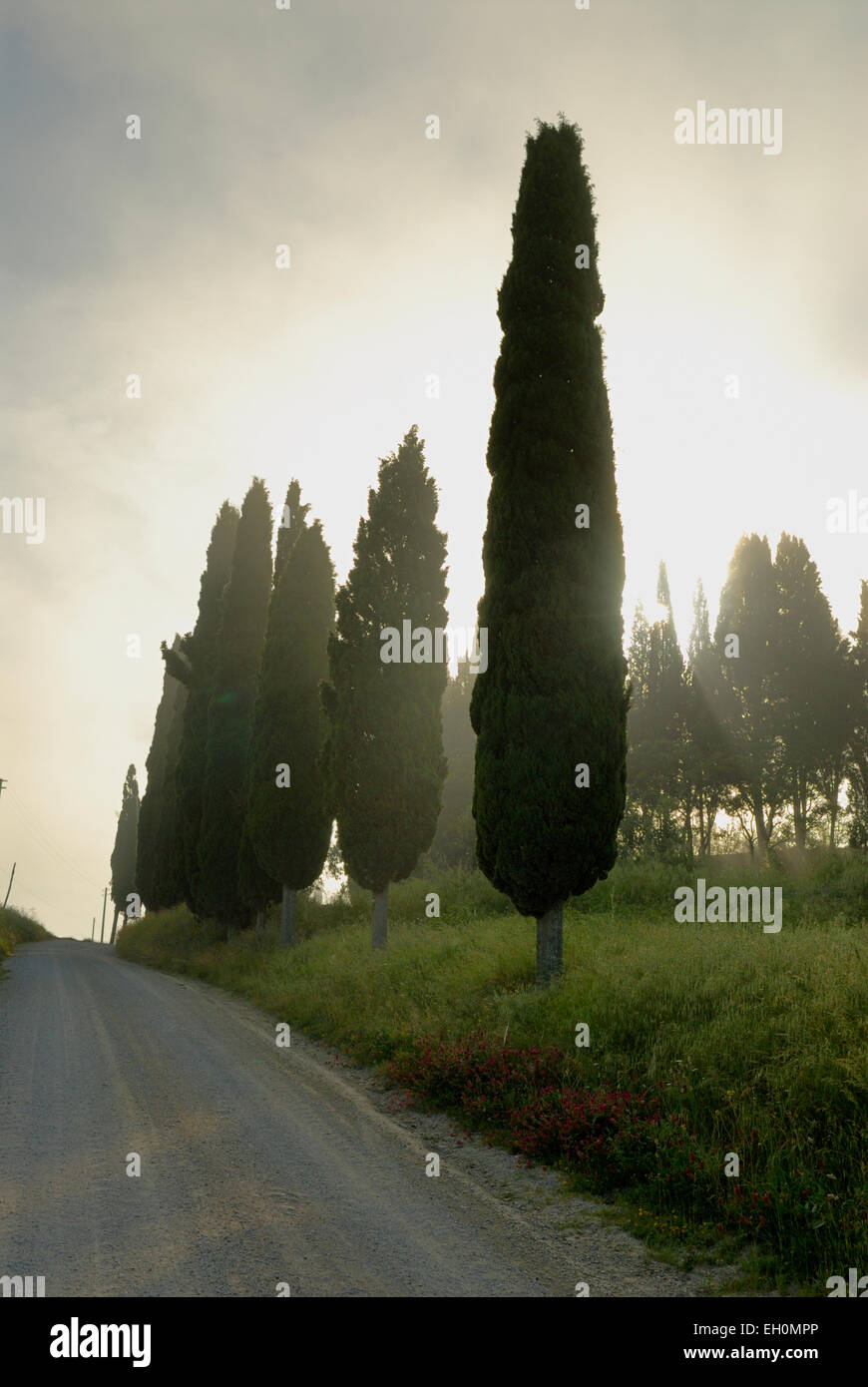 Ländlichen Landstraße durch neblige Landschaft, Toskana, Italien Stockfoto