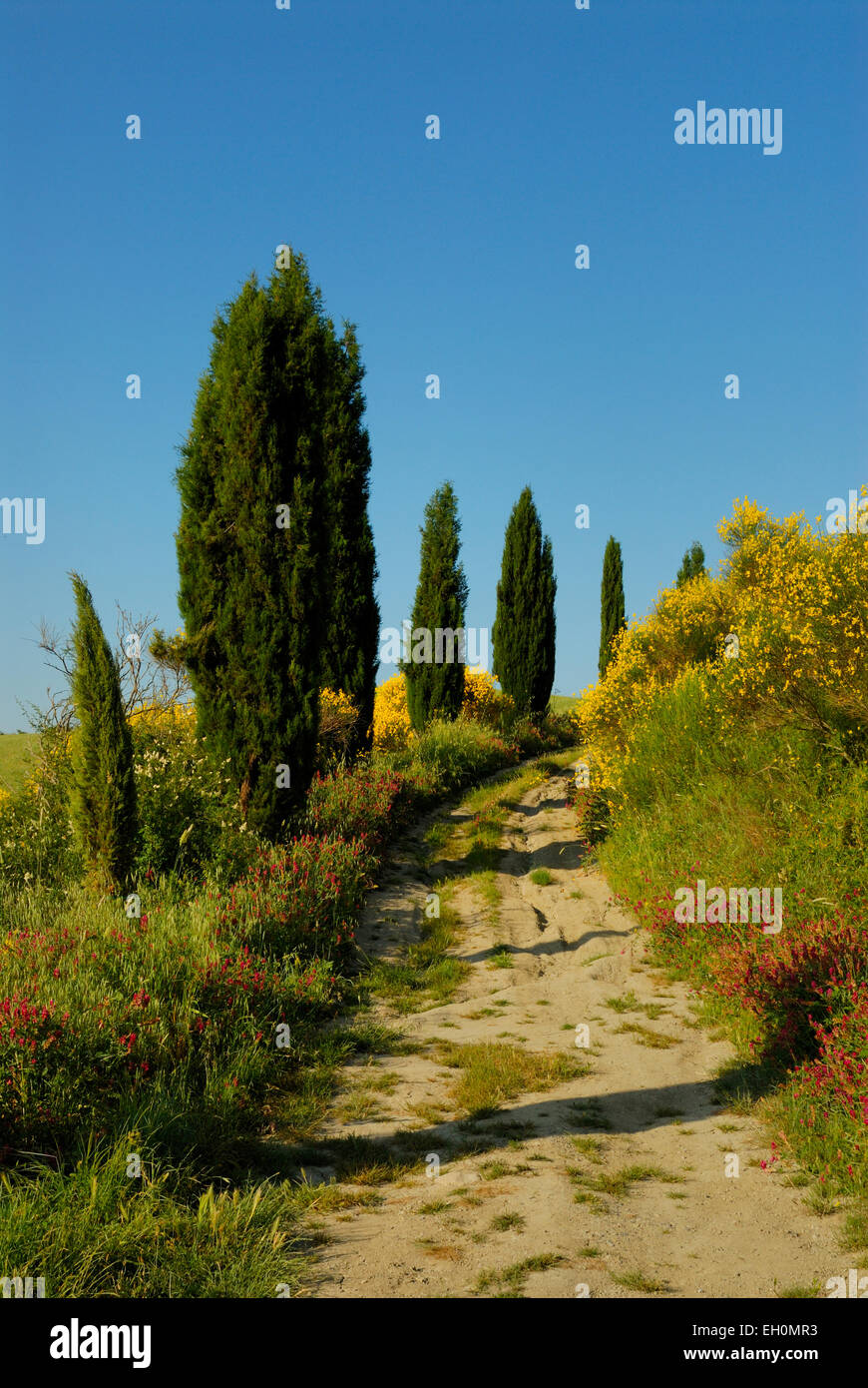 Feldweg und Zypresse Bäume, Toskana, Italien Stockfoto