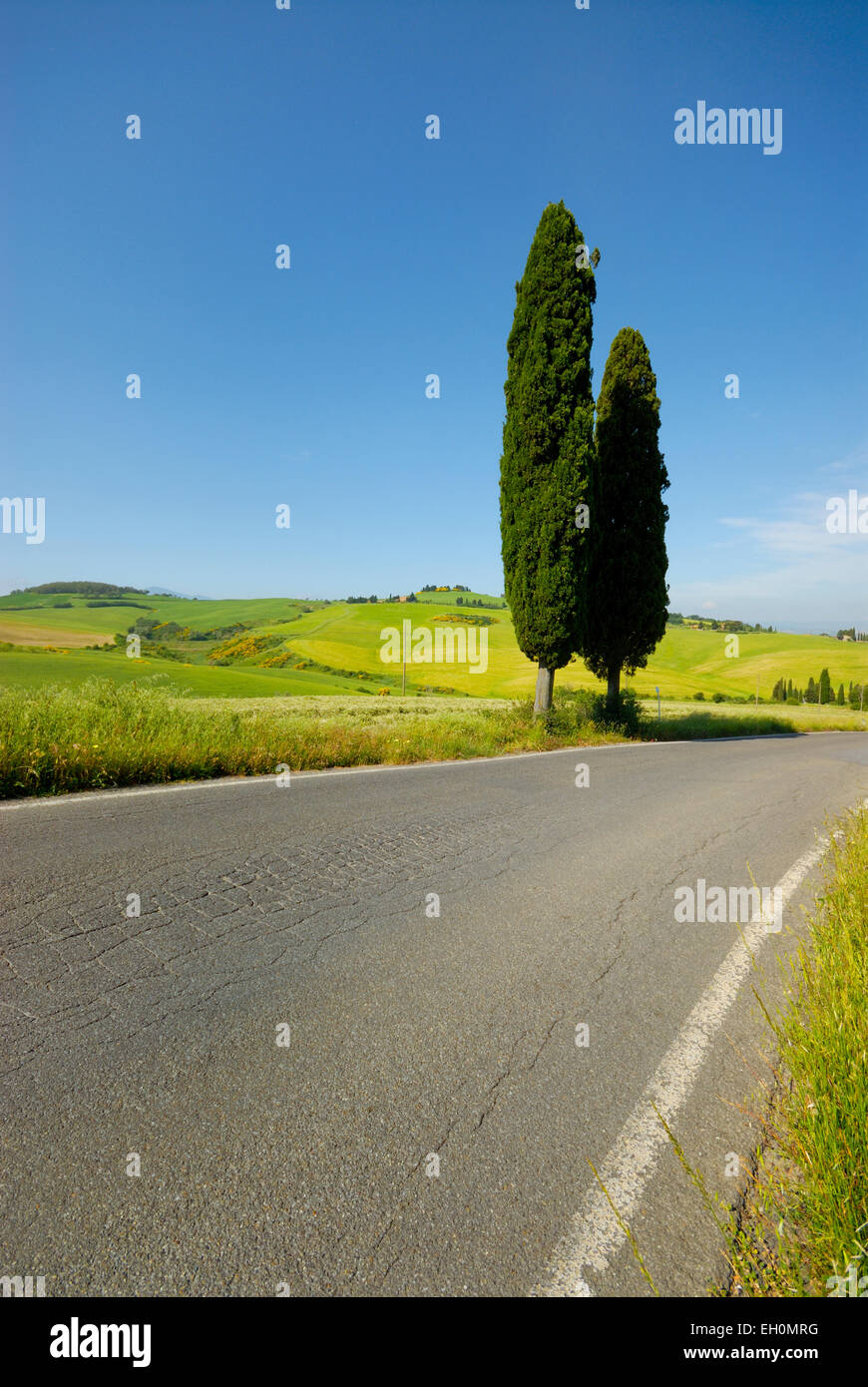 Straße, Zypressen und Landschaft im Frühling, Monticchiello (UNESCO-Weltkulturerbe), Val d ' Orcia, Toskana, Italien Stockfoto