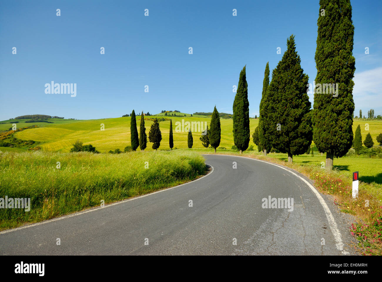 Zypressen entlang der Straße und Landschaft im Frühling, Monticchiello (UNESCO Weltkulturerbe), Val d ' Orcia, Toskana, Italien Stockfoto