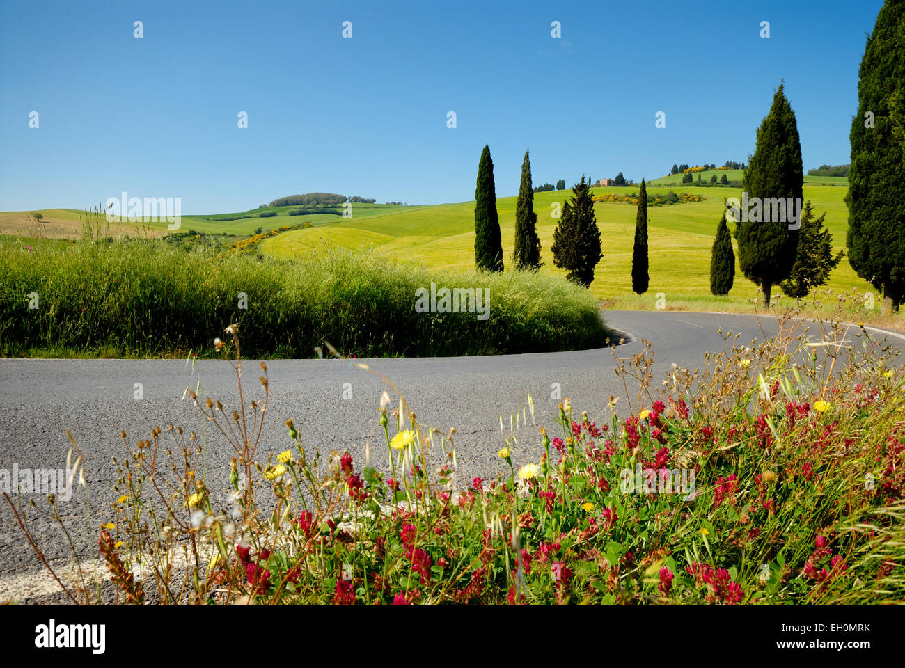 Zypressen und Blumen blühen entlang biegen Straße im Frühjahr, Monticchiello (UNESCO Weltkulturerbe), Val d ' Orcia, Italien Stockfoto