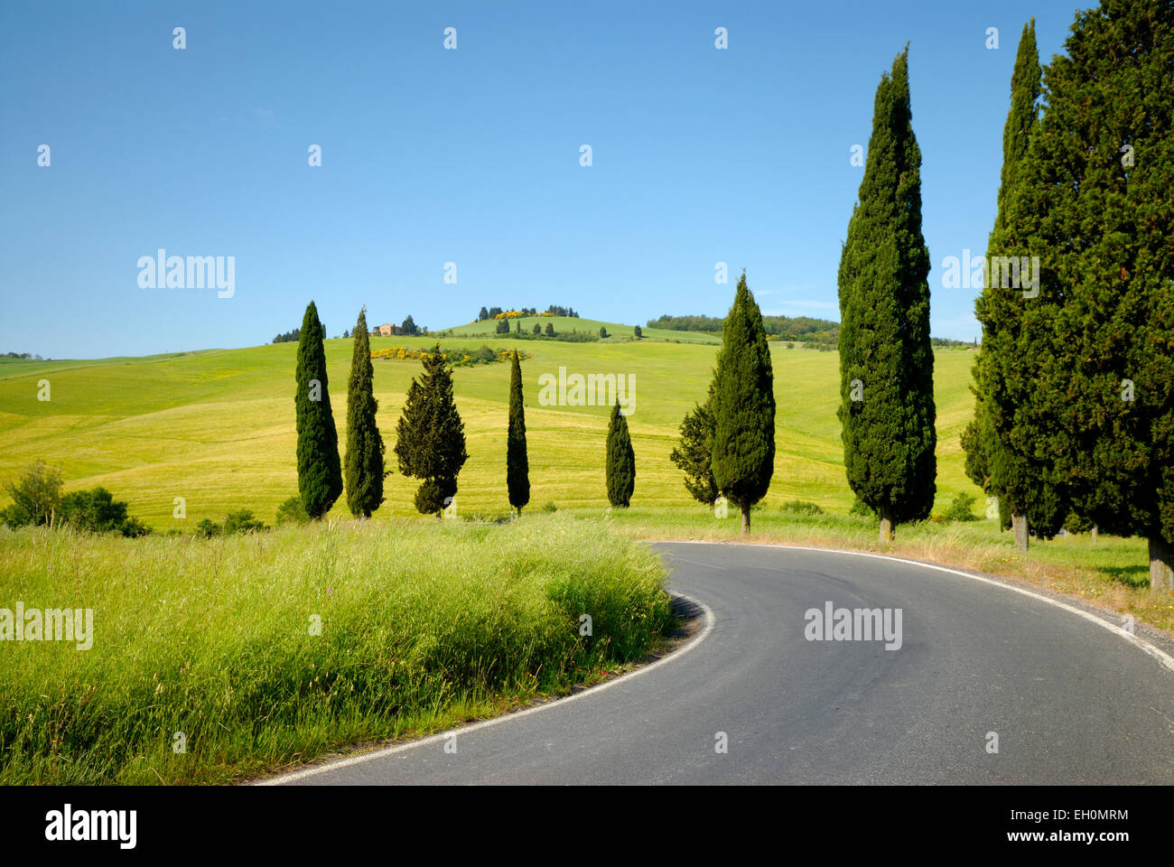 Zypressen geschwungene Landstraße im Frühjahr, Monticchiello (UNESCO Weltkulturerbe), Val d ' Orcia, Toskana, Italien Stockfoto