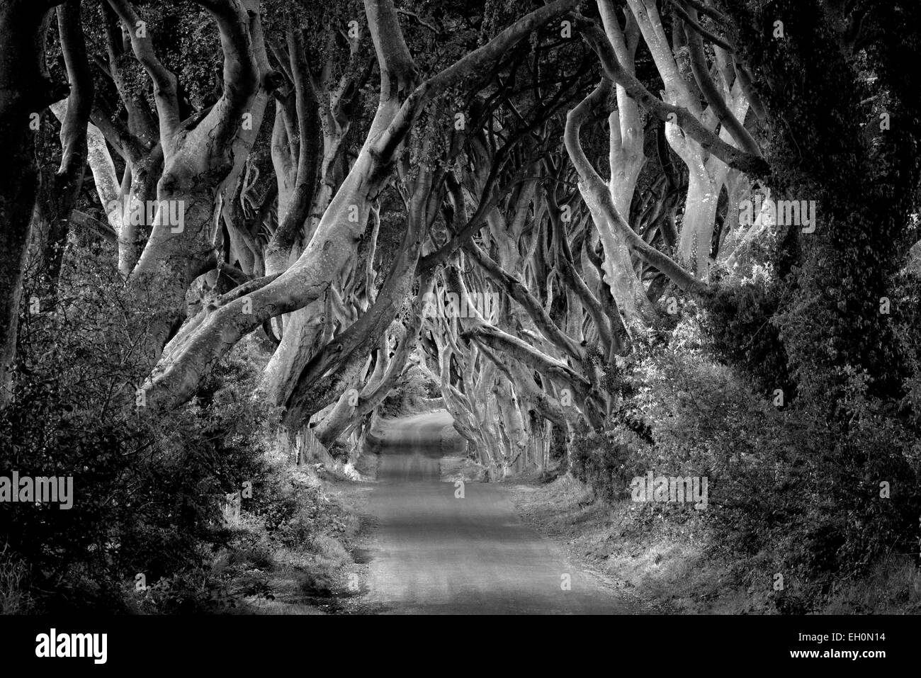 Die dunklen Hecken. Ländliche Buche von Bäumen gesäumten Straße in Irland. Stockfoto