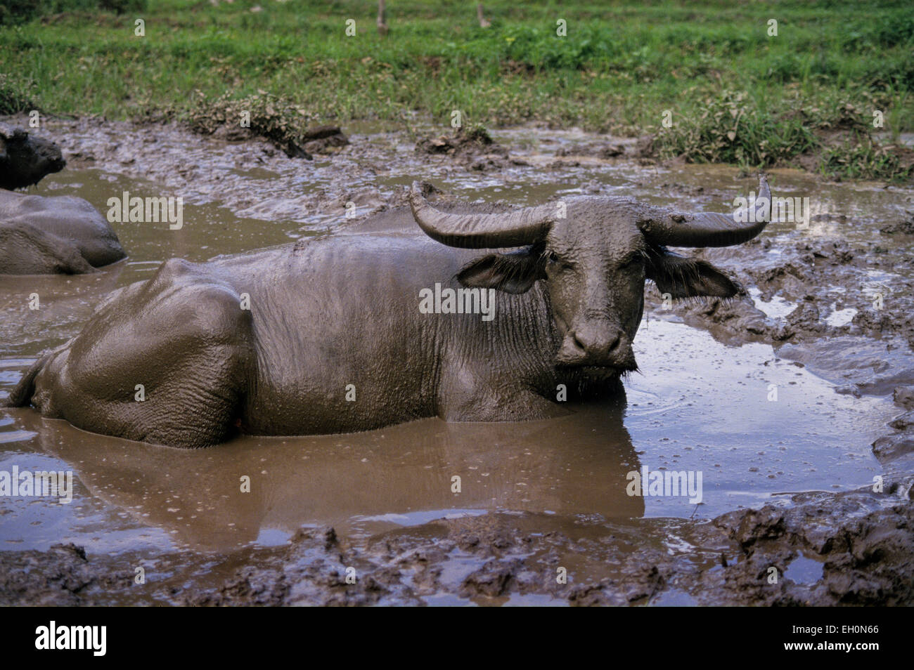 Wasserbüffel oder Ochse entspannend im Schlamm Feld, Java, Indonesien Stockfoto