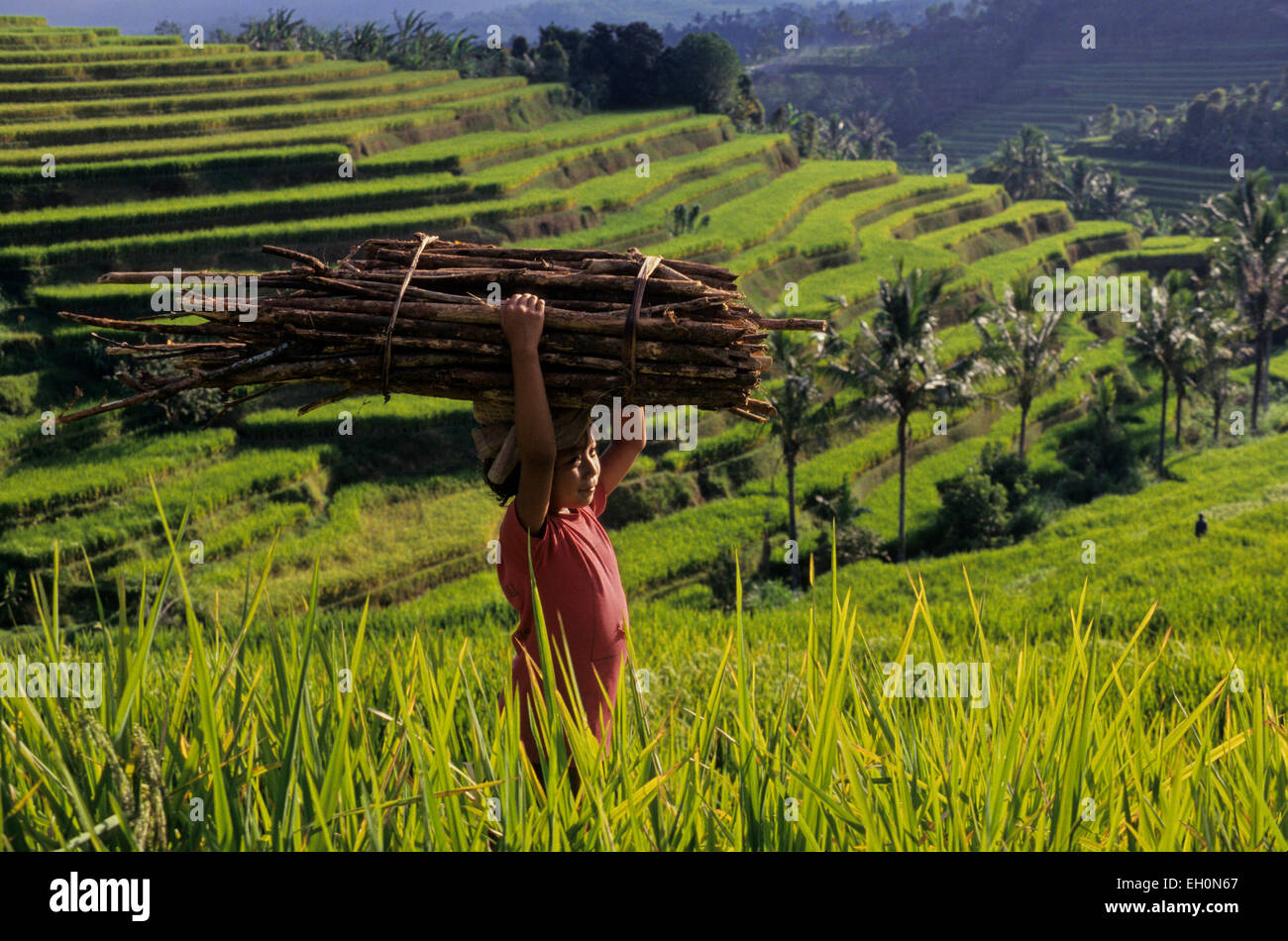 Kinder tragen eine Last von Brennholz zwischen Reisterrassen auf der Insel Bali, Indonesien Stockfoto