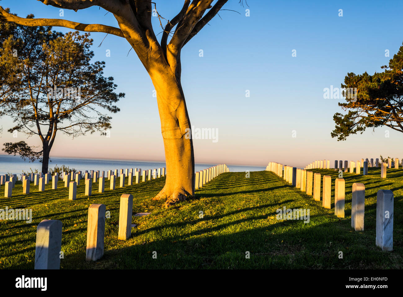 Die aufgehende Sonne beleuchten Bäume am Fort Rosecrans National Cemetery. San Diego, California, Vereinigte Staaten von Amerika. Stockfoto