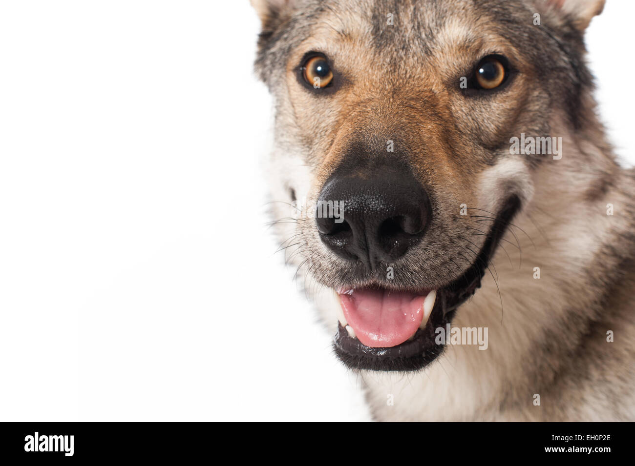 Wolf Hund isoliert auf weiss Stockfoto