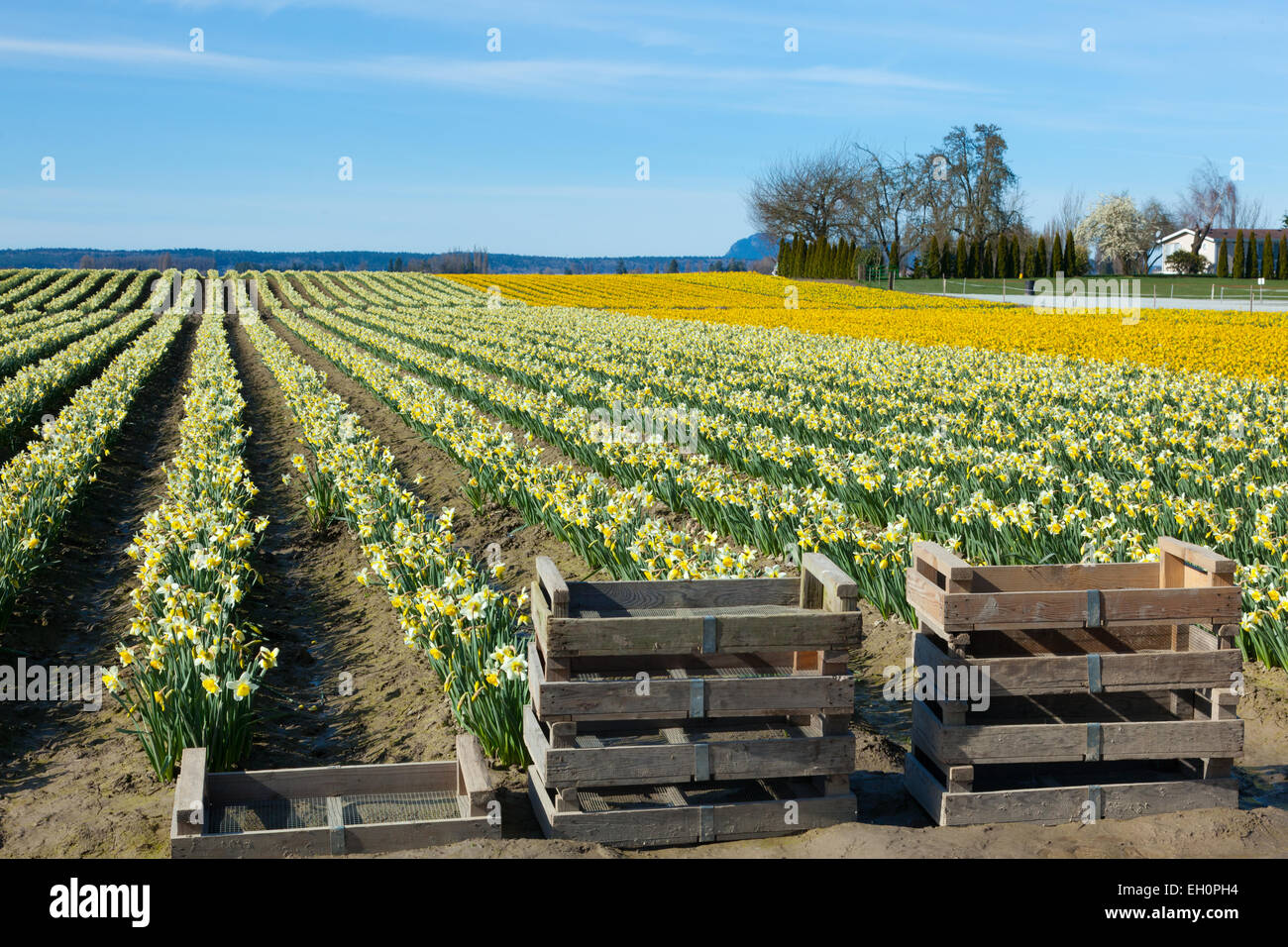 Narzisse Blumen in einem Feld zu Beginn der jährlichen La Conner Daffodil Festival in La Conner Washington, USA. Stockfoto