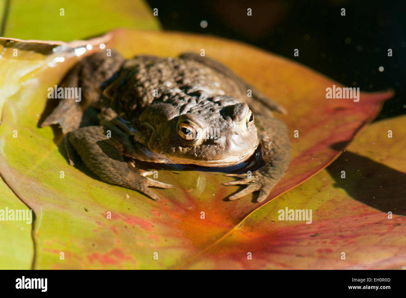 Gemeinsamen Kröte (Bufo Bufo) im Teich während der Laichzeit Stockfoto