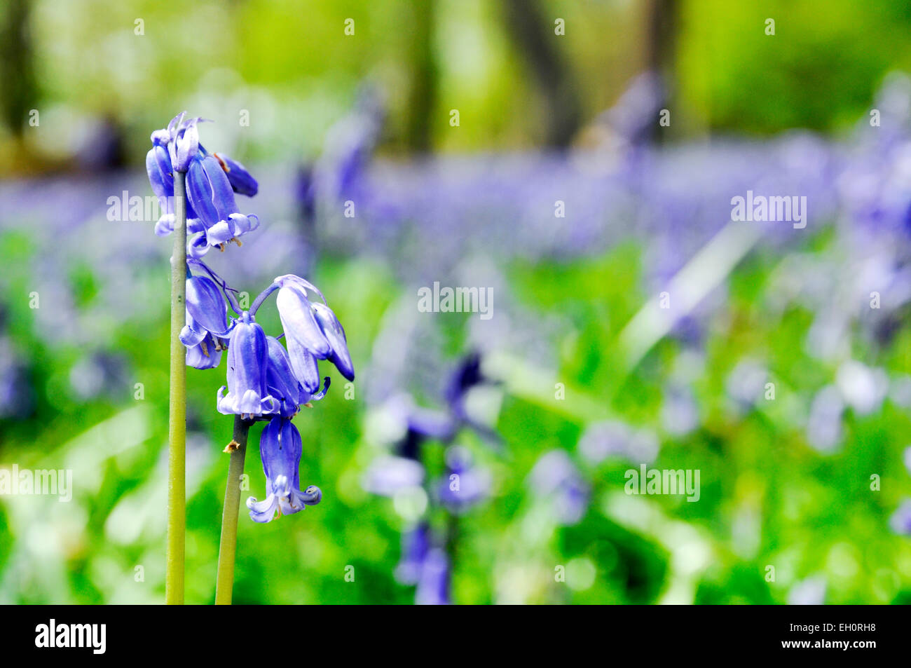 Glockenblumen (Endymion Nonscriptus) auf Waldlichtung England Großbritannien Großbritannien Europa Stockfoto