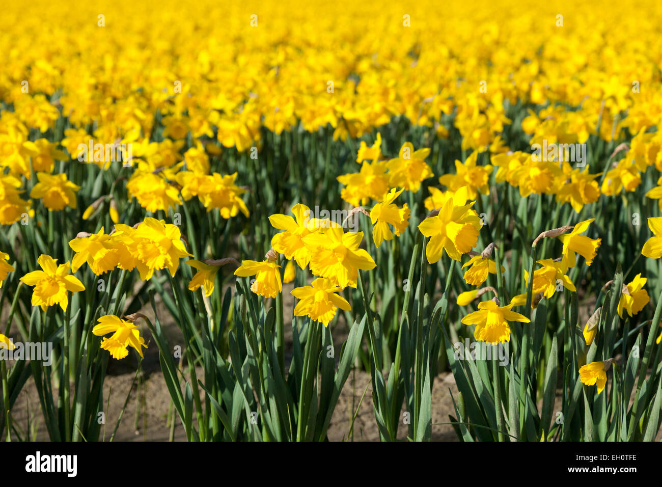 Narzissen blühen in einem Feld zu Beginn der jährlichen La Conner Daffodil Festival in La Conner Washington, USA. Stockfoto