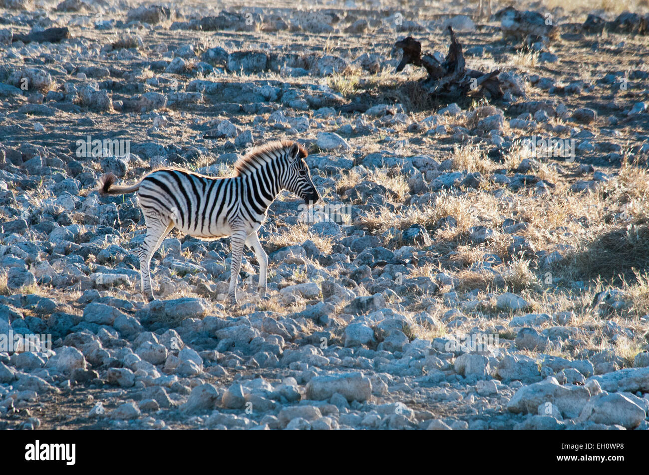 Burchell's Zebra, Equus burchellii, einsame Fohlen im Okaukuejo Wasserloch, Etosha National Park, Namibia, Afrika Stockfoto