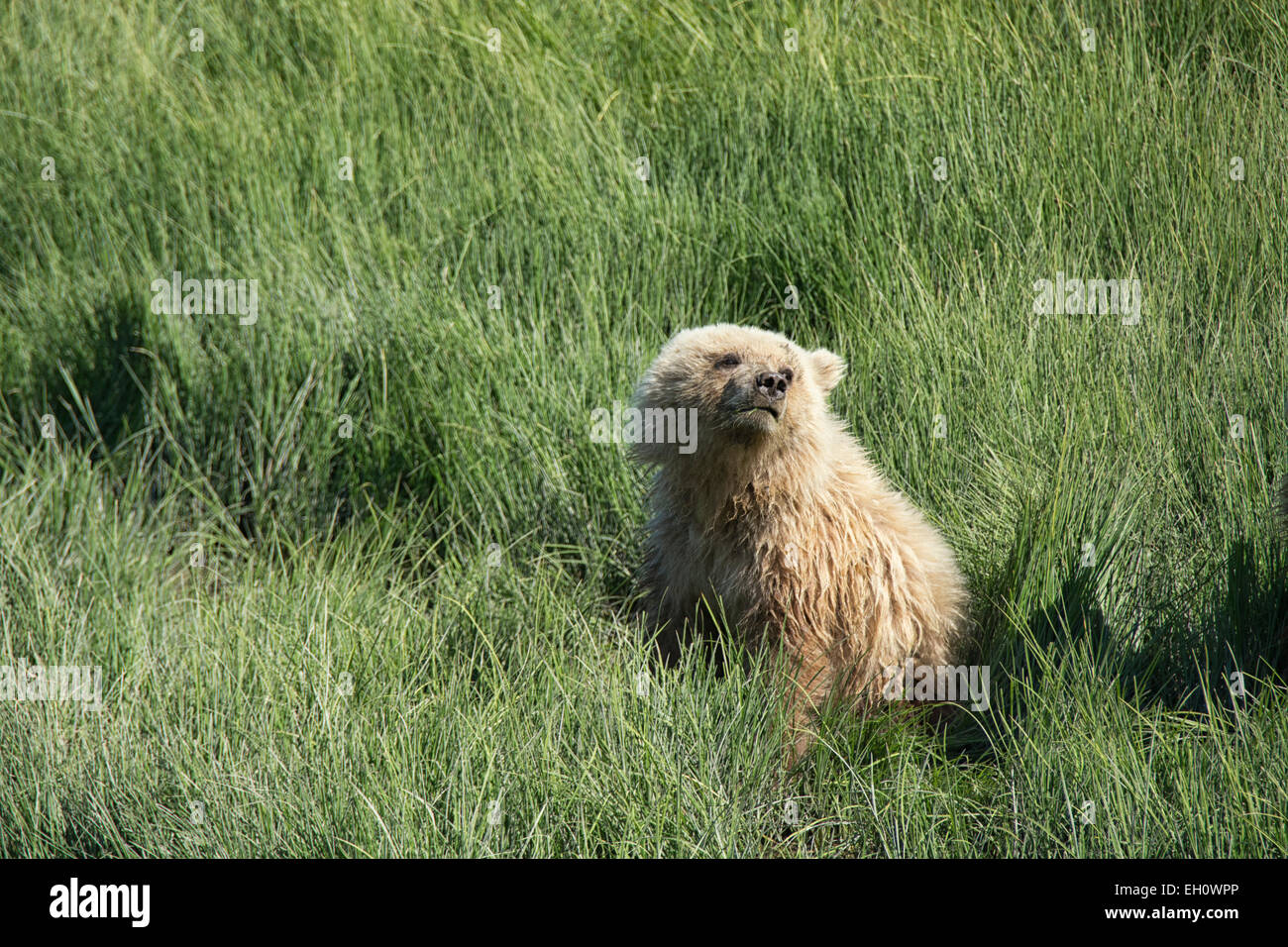 Vorderansicht des einen niedlichen Grizzly Bear Frühling Cub, Ursus Arctos, sitzen Segge Gras, Lake-Clark-Nationalpark, Alaska, USA Stockfoto