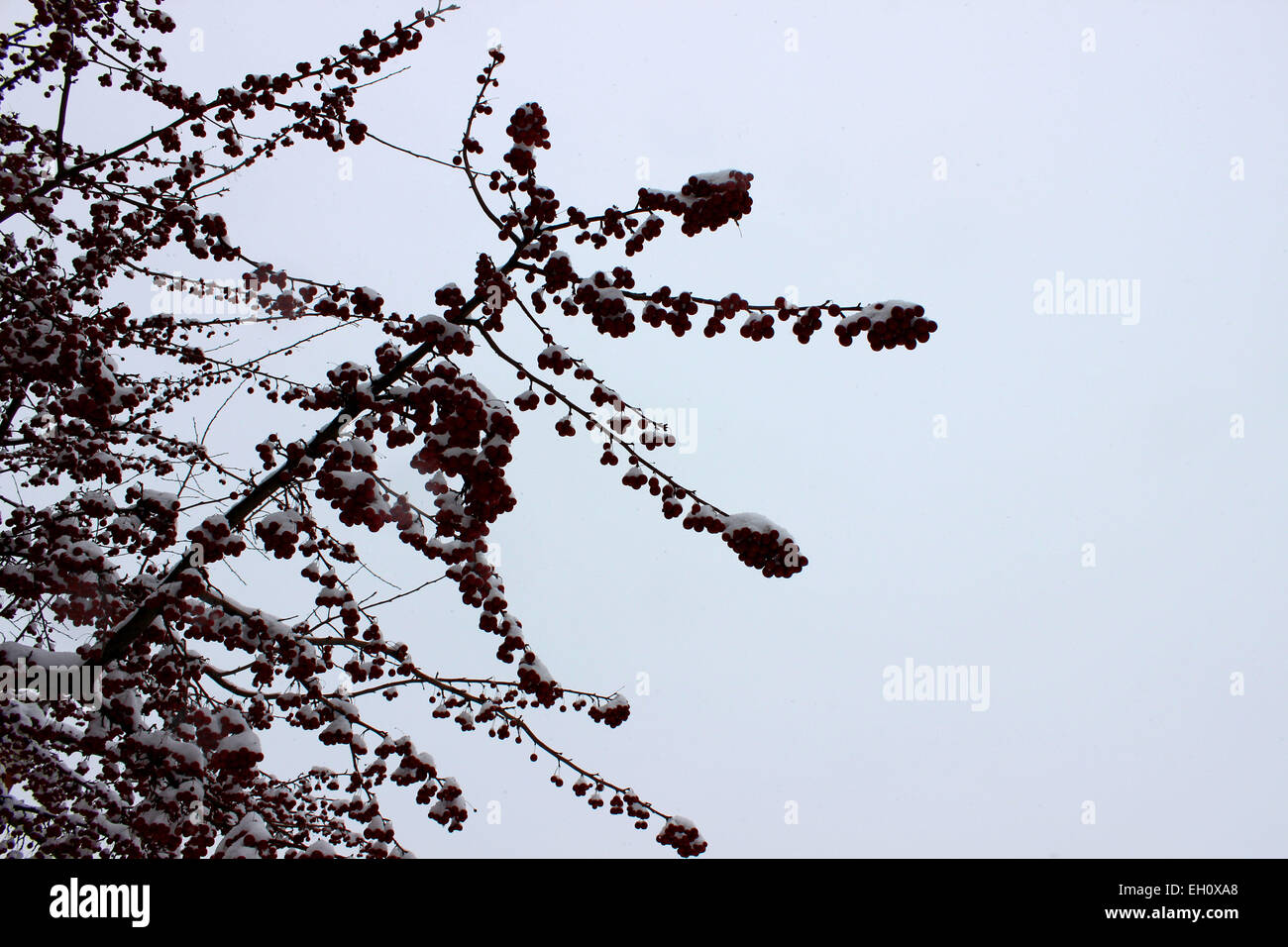 Nahaufnahme von einem mehrjährigen Ast mit roten Früchten, die stolz zwischen Schnee und bewölktem Himmel in einem kanadischen Winter Kontraste Stockfoto