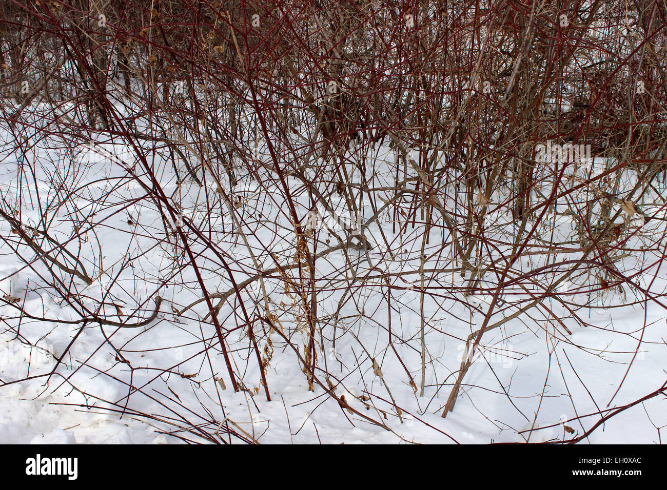 Verschränkte Wildpflanzen wachsen durch den Schnee während eines kalten kanadischen Winters Stockfoto