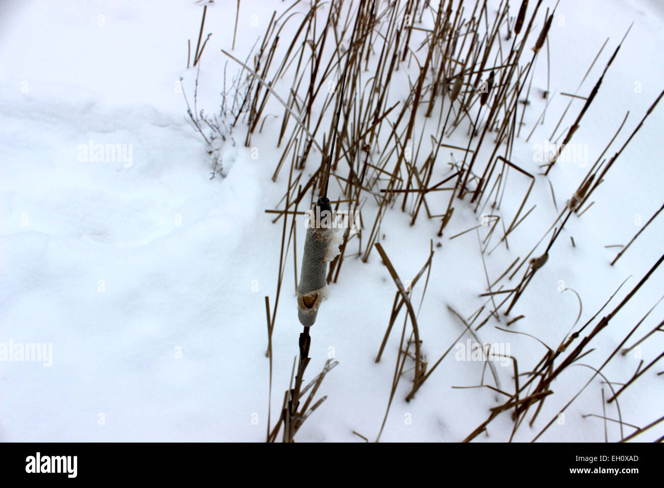 Detail der Wildpflanzen kontrastierenden weißen Schnee einen langen Winter in Kanada Stockfoto