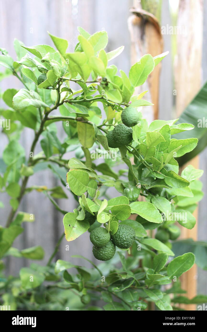 Kaffir Limette Citrus Hystrix Früchte am Baum Stockfotografie - Alamy