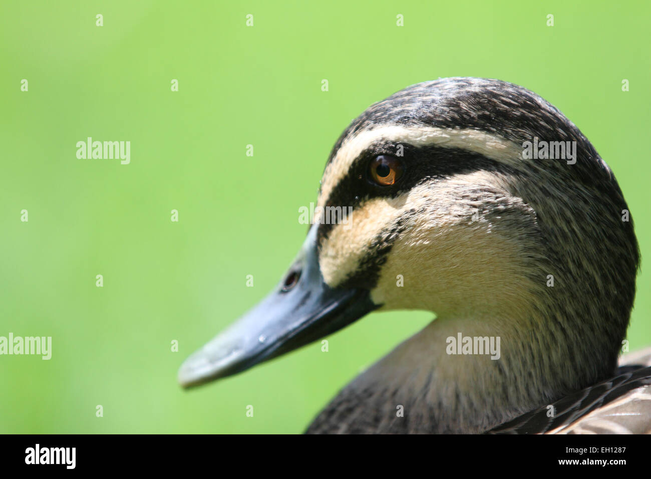 Erwachsenen Pacific Black Duck Kopf hautnah Stockfoto