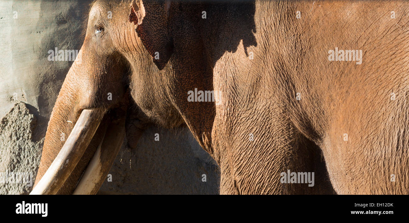 Braun indischen oder asiatischen Elefanten an einem sonnigen Tag Stockfoto