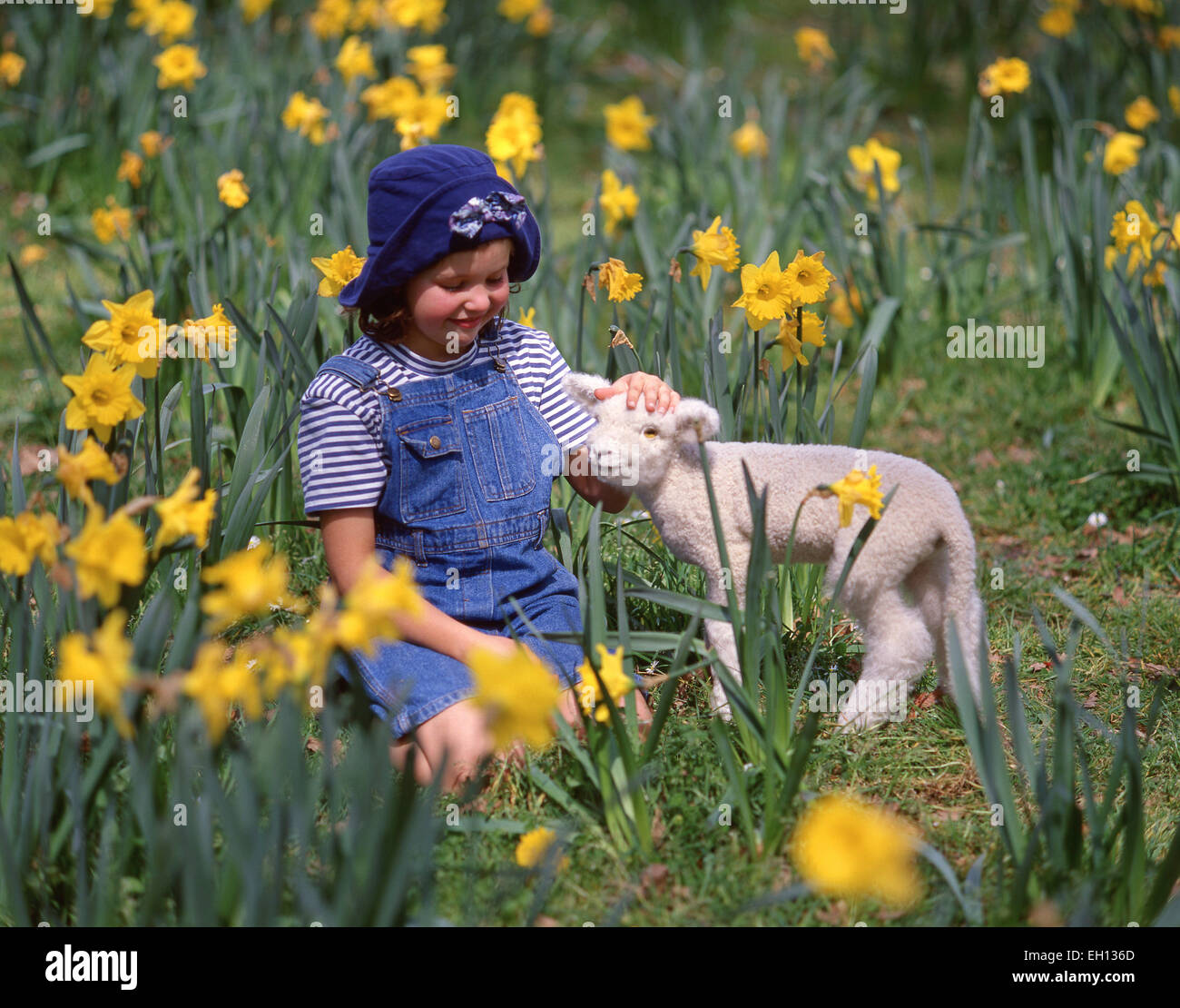Junges Mädchen mit Frühlingslamm im Bereich der Dafffodils, North Canterbury, Region Canterbury, Südinsel, Neuseeland Stockfoto