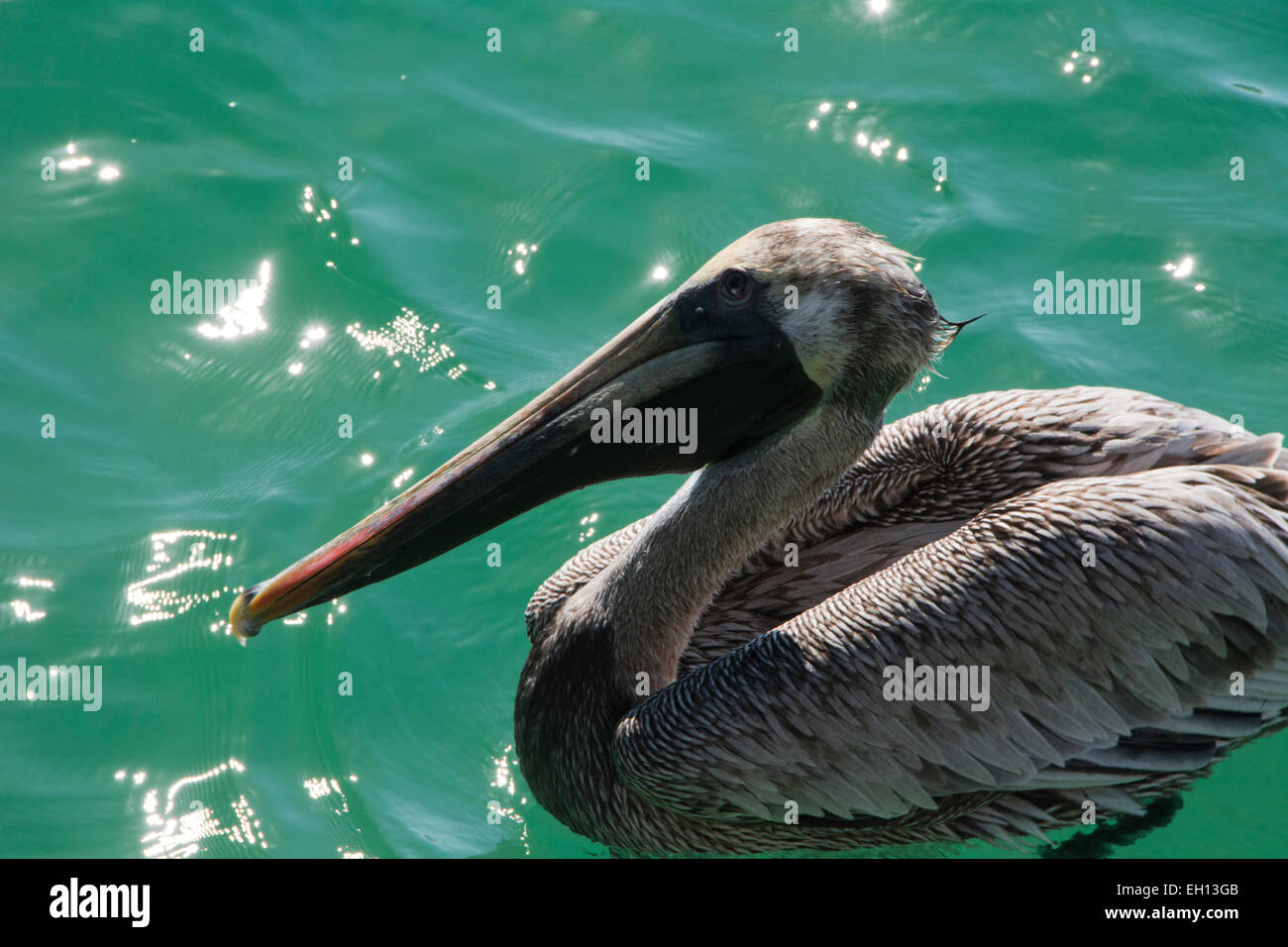 Pelecanus Occidentalis, Brown Pelican in Sarasota Florida ruht auf dem Wasser. Closeup horizontale in Sonne Stockfoto