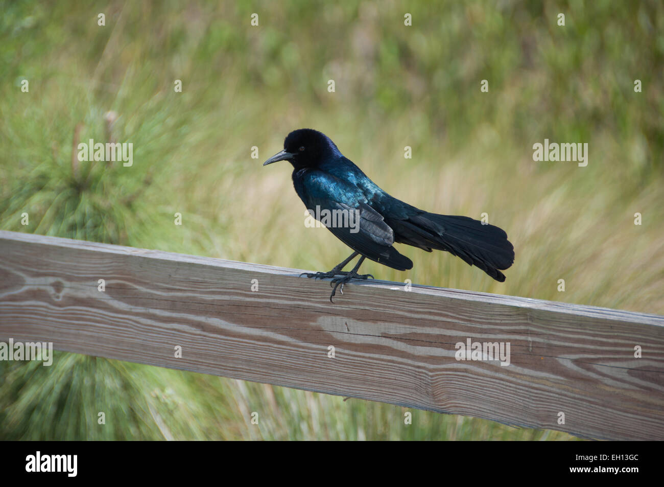 Quiscalus Quiscula gemeinsamen Grackle in der Sellerie-Felder von Sarasota, Florida thront auf einem Zaun Stockfoto