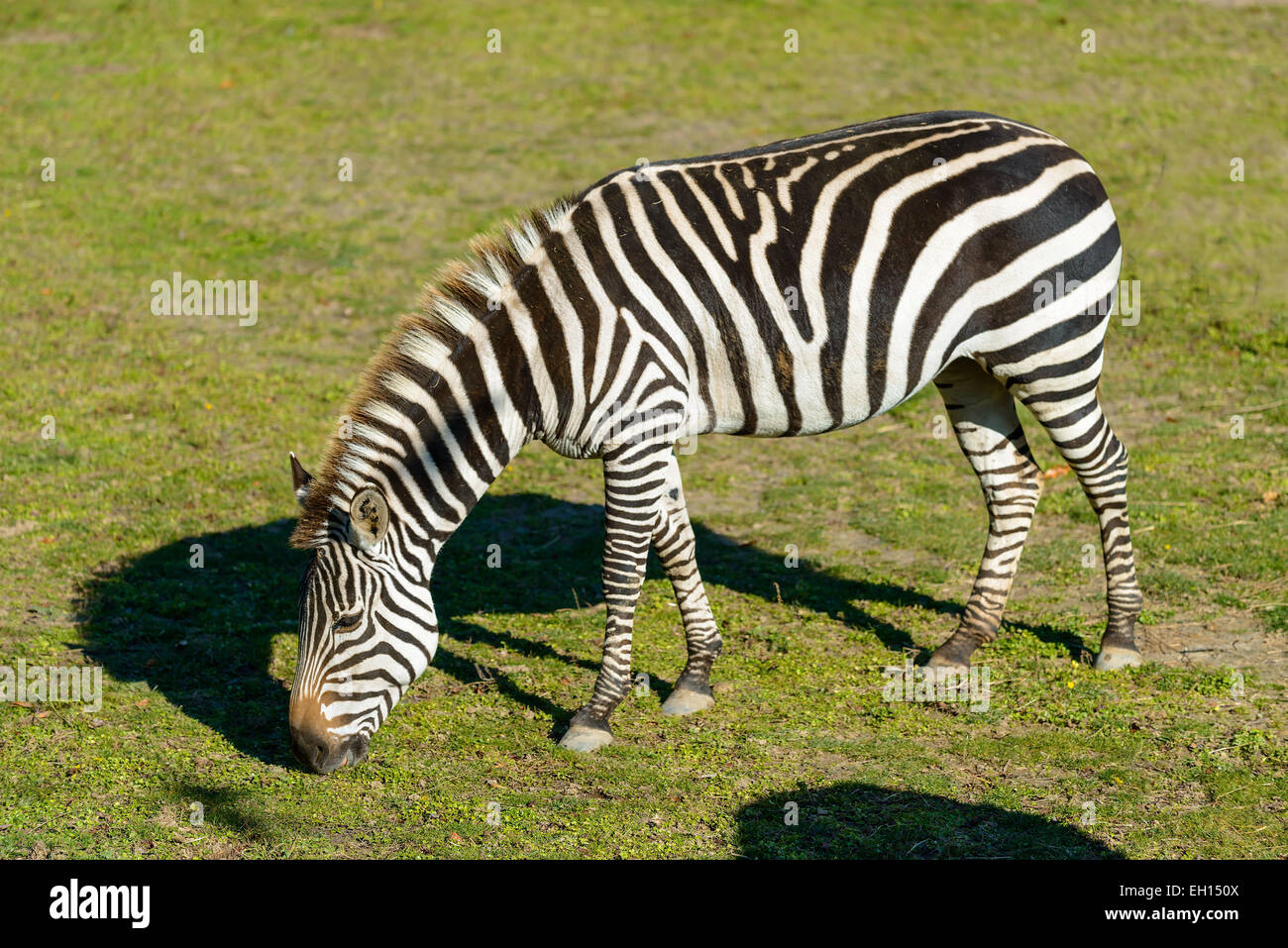 Zebra Essen den Rasen in Cape May County Zoo Stockfoto