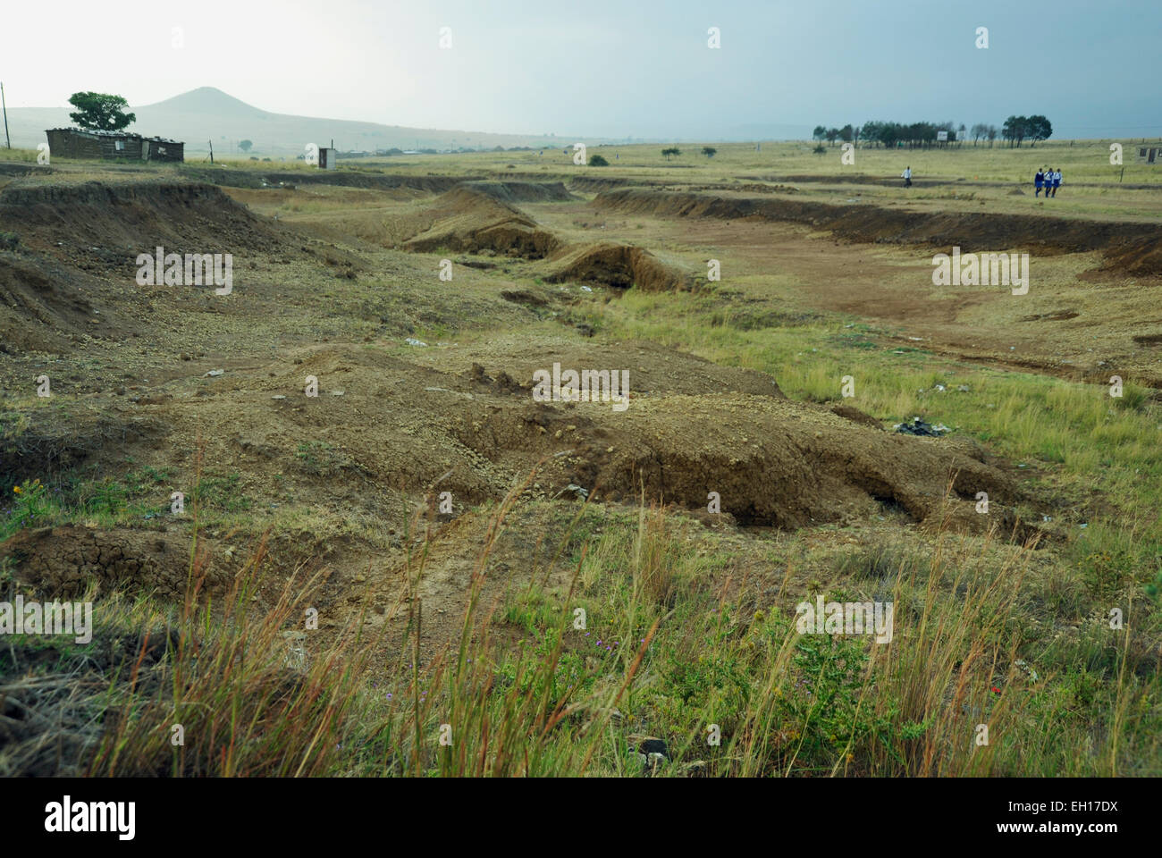 Furchen und Rinnen gebildet, die durch Bodenerosion durch schlechte landwirtschaftliche Praxis Isandlwana, Zululand, KwaZulu-Natal, Südafrika Stockfoto