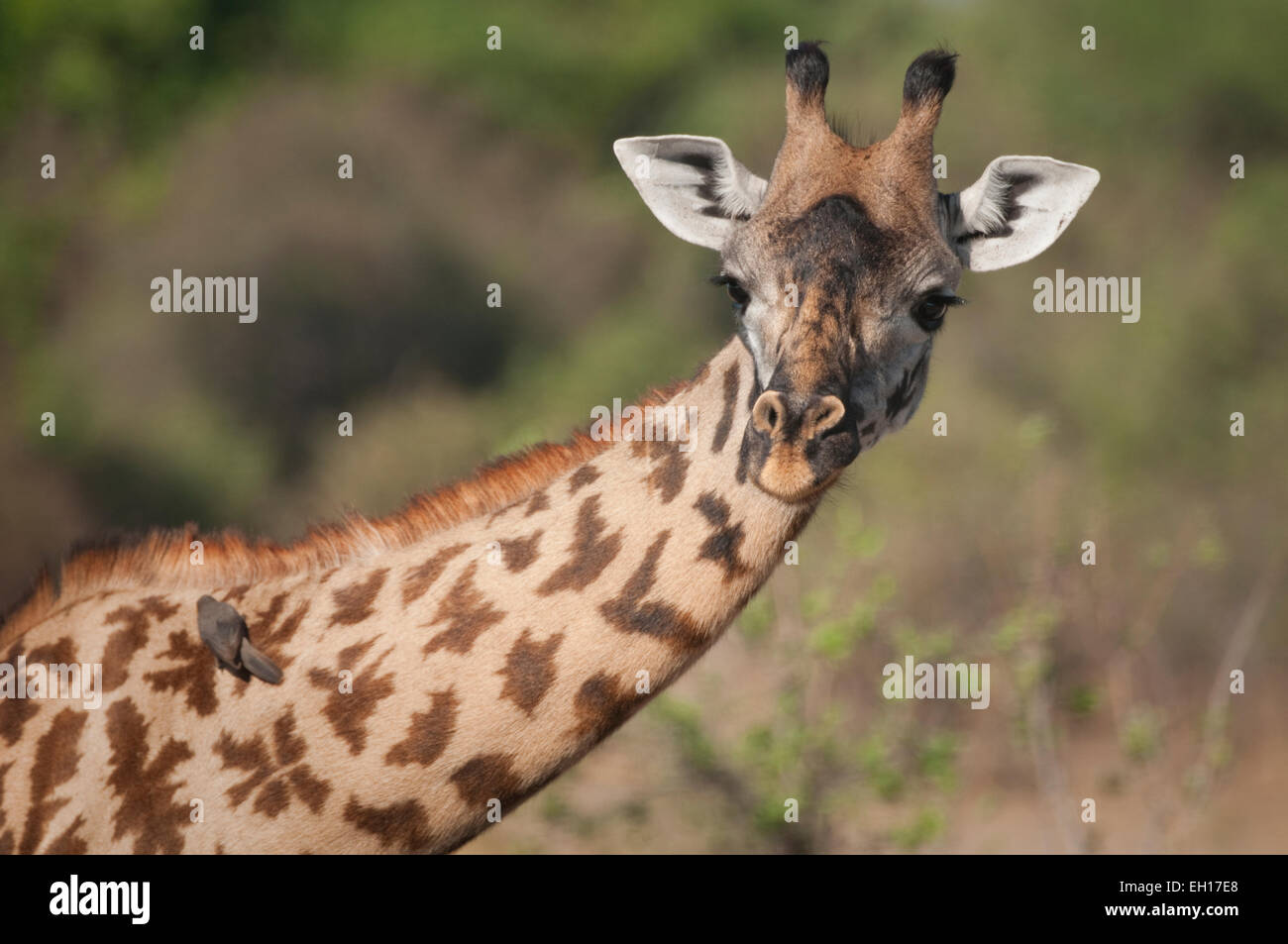 Kopf und Hals der Masai-giraffe Stockfoto