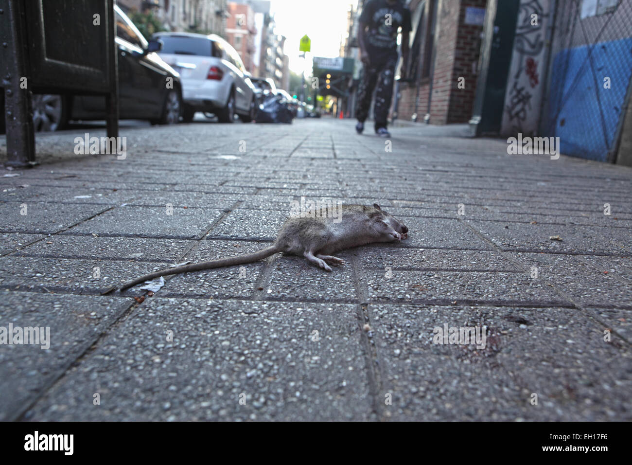 Eine tote Ratte liegen auf dem Bürgersteig der Stanton Street auf der Lower East Side von New York City. Stockfoto
