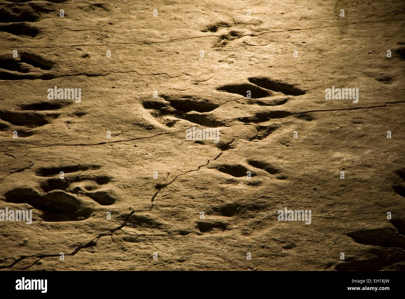 Dinosaurier-Spuren, Dinosaur State Park, Connecticut Stockfoto