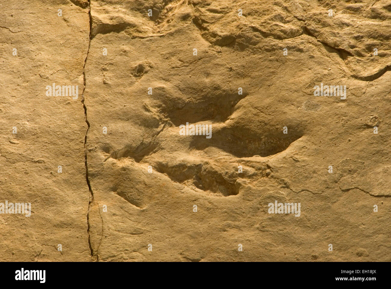 Dinosaur Tracks, Dinosaur State Park, Connecticut Stockfoto