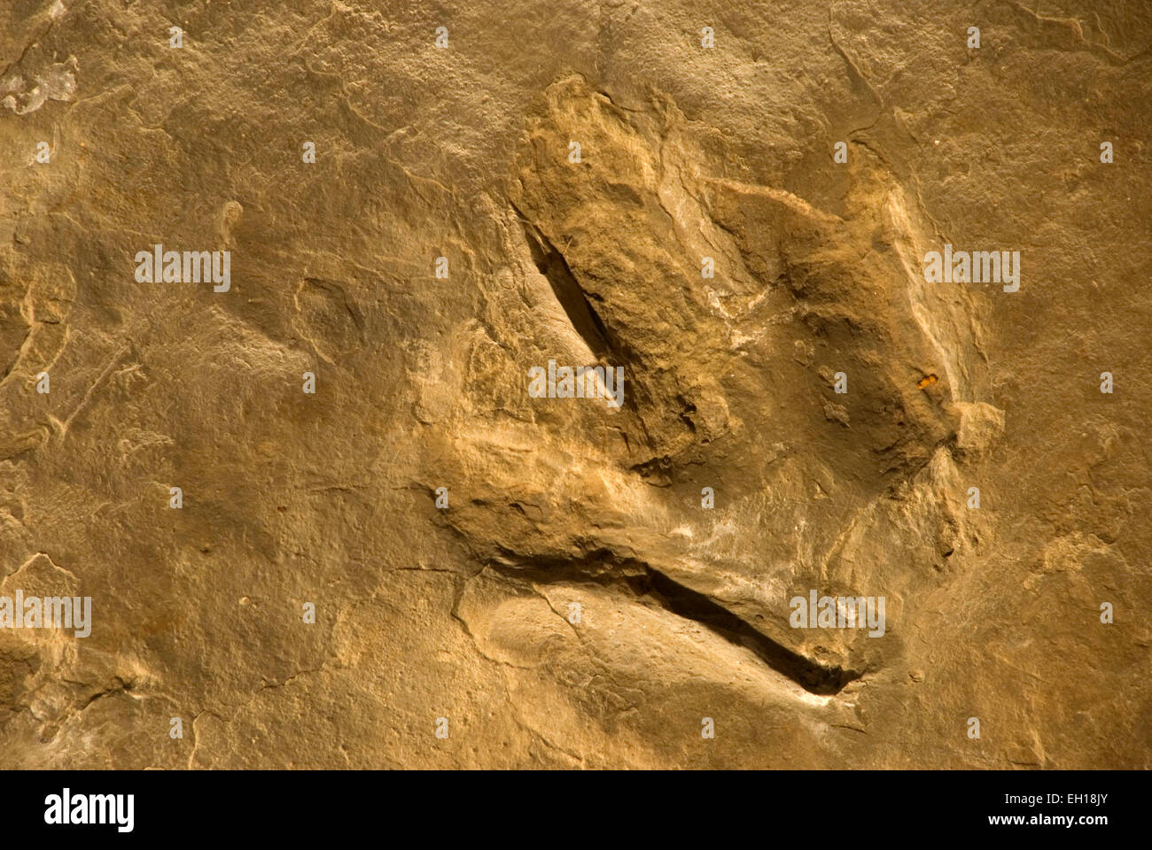 Dinosaur Tracks, Dinosaur State Park, Connecticut Stockfoto