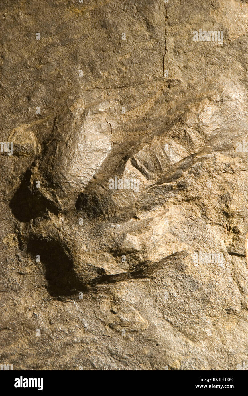 Dinosaur Tracks, Dinosaur State Park, Connecticut Stockfoto