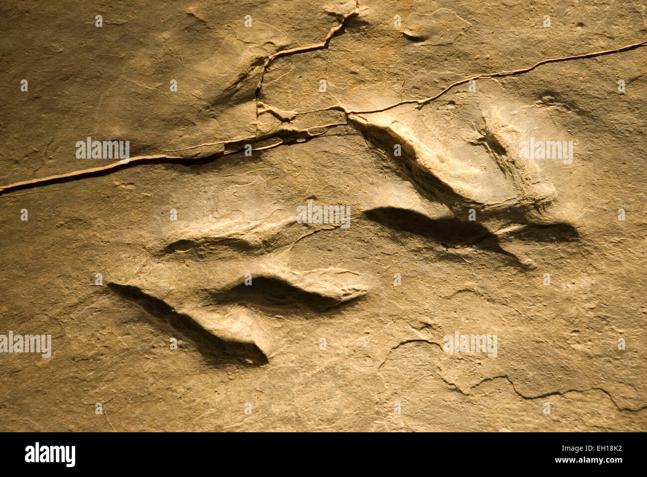 Dinosaurier-Spuren, Dinosaur State Park, Connecticut Stockfoto