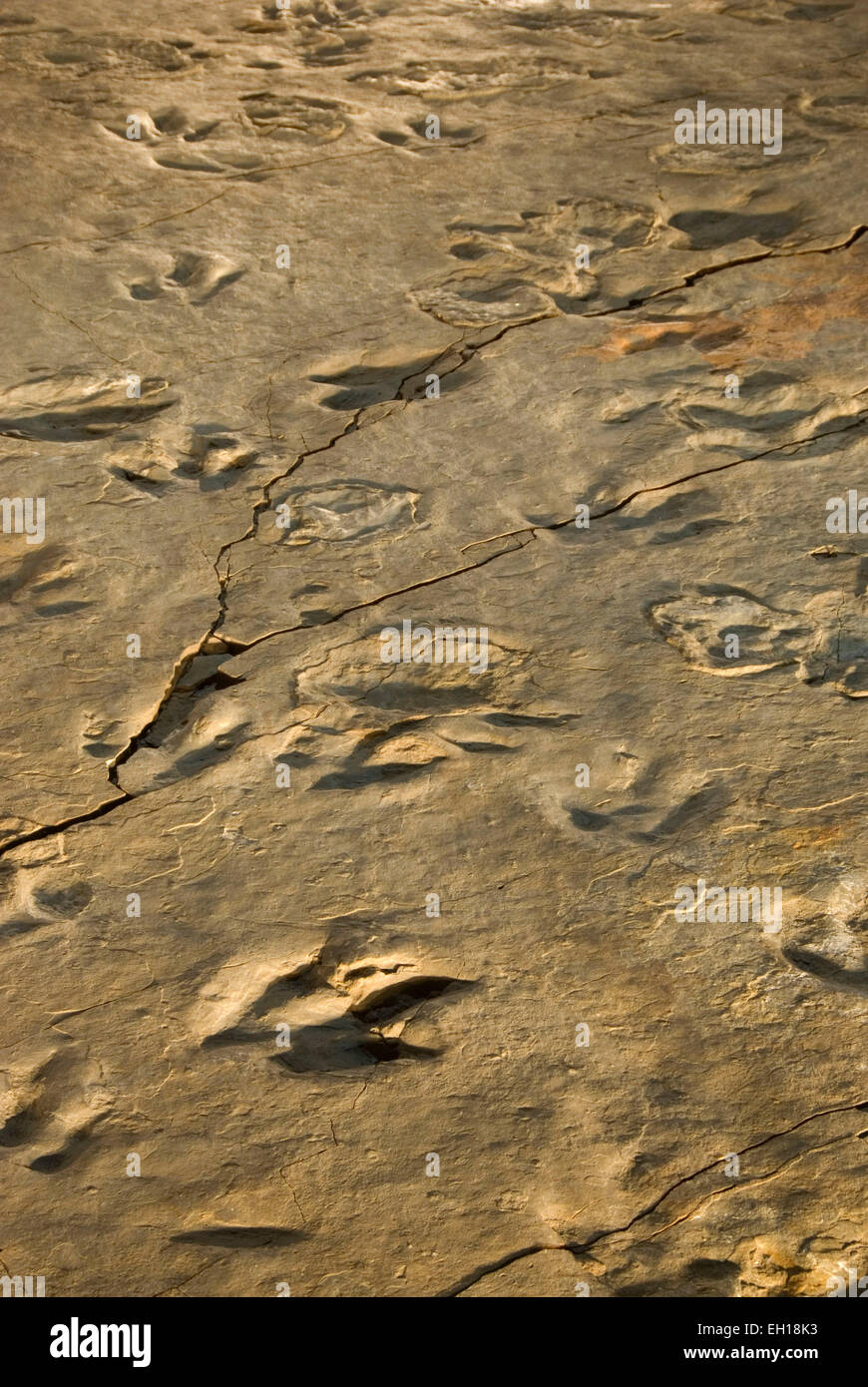 Dinosaurier-Spuren, Dinosaur State Park, Connecticut Stockfoto
