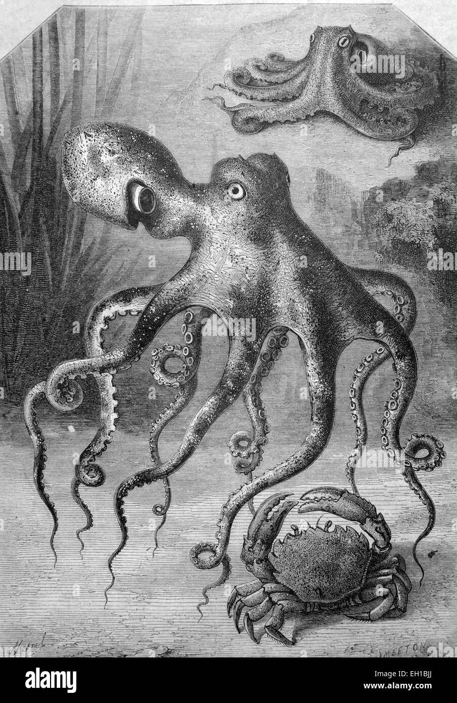 Kraken und eine Krabbe, die historische Abbildung, 1877 Stockfoto