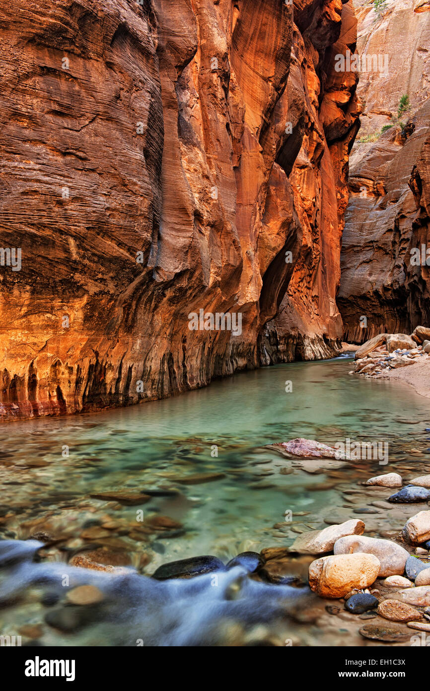 Reflektierende Licht erhellt die Sandsteinwände der The Narrows, wie dem Virgin River durch Zion National Park in Utah stürzt. Stockfoto