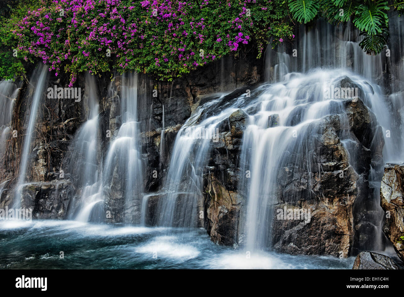 Bougainvillea blüht oben auf Hawaii Insel Maui Wailea fällt. Stockfoto