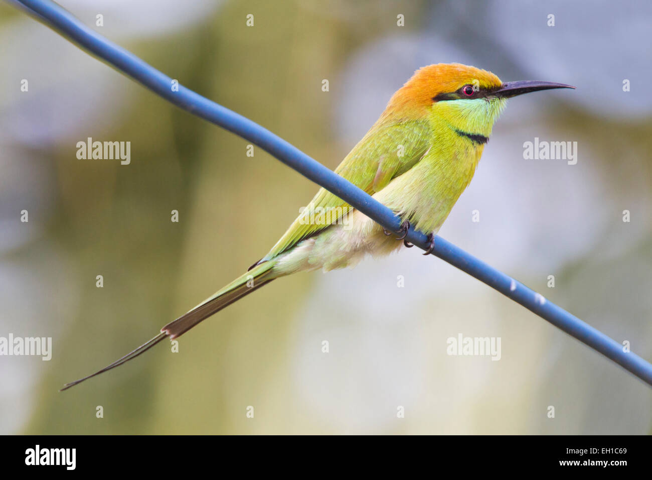 grüne Biene-Esser (Merops Orientalis) Erwachsene Gefieder Zucht thront auf Telegraph Draht, Vietnam Stockfoto