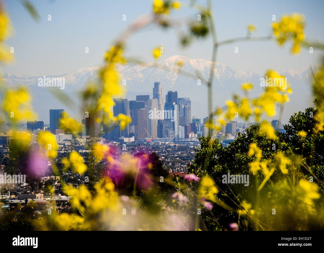 Los Angeles, USA. 4. März 2015. Blumen sind in Los Angeles, USA, 4. März 2015 gesehen. © Zhang Chaoqun/Xinhua/Alamy Live-Nachrichten Stockfoto
