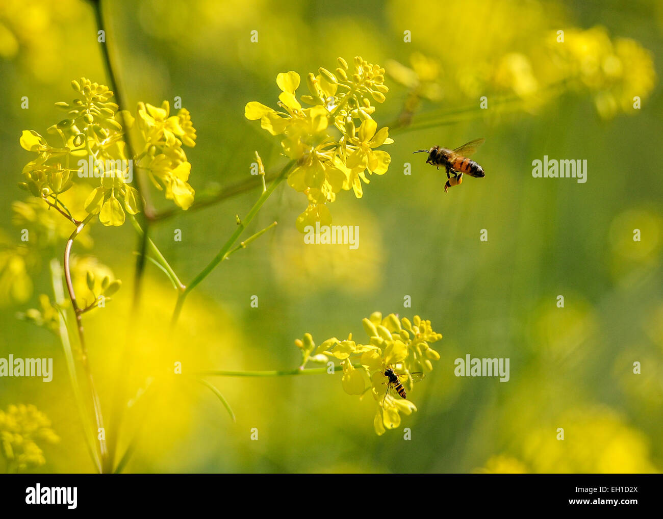 Los Angeles, USA. 4. März 2015. Bienen fliegen in der Nähe von Blumen in Los Angeles, USA, 4. März 2015. © Zhang Chaoqun/Xinhua/Alamy Live-Nachrichten Stockfoto