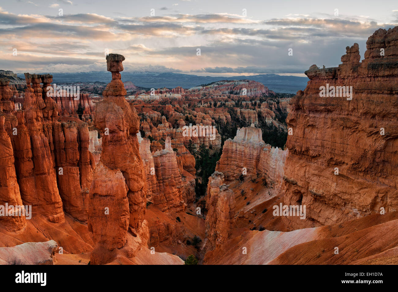 Reflektierende erste Licht erhellt Thors Hammer unter den vielen Hoodoos am Sunset Point und Bryce Canyon National Park in Utah. Stockfoto