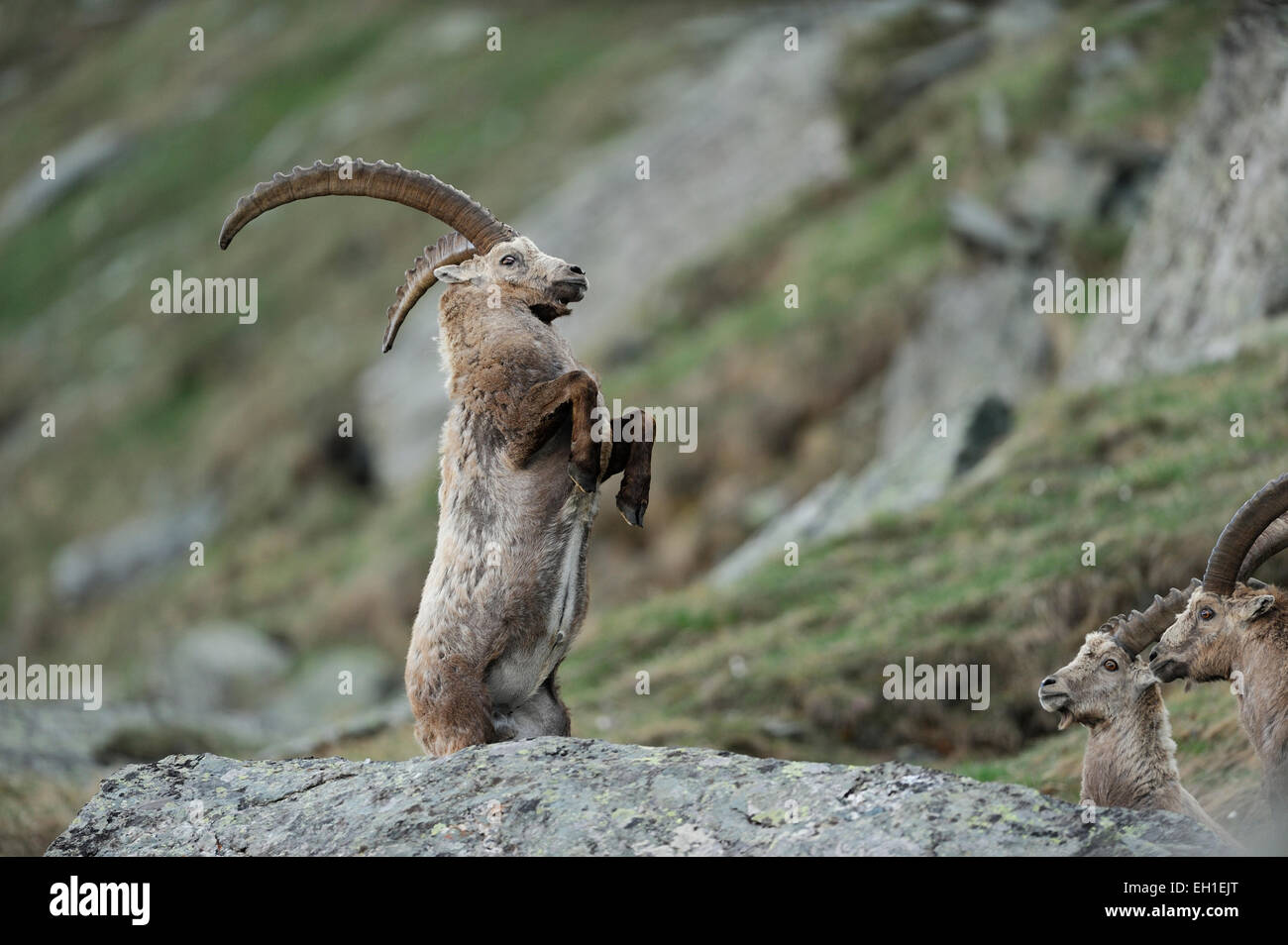 Alpensteinbock (Capra Ibex) | Alpen-Steinbock (Capra Ibex) Nationalpark Hohe Tauern, Österreich. Stockfoto