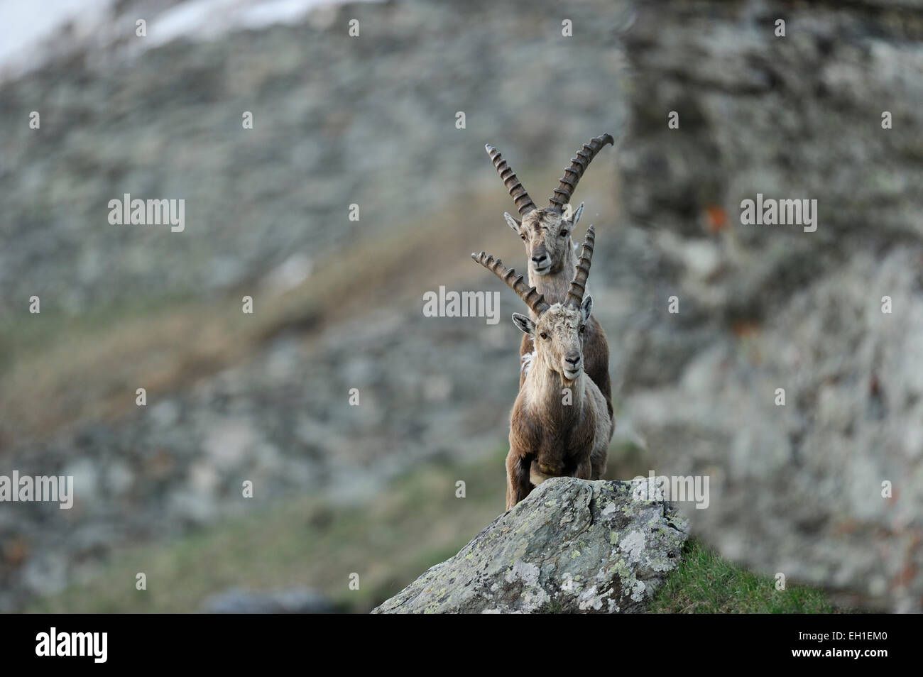 Alpensteinbock (Capra Ibex) | Alpen-Steinbock (Capra Ibex) Nationalpark Hohe Tauern, Österreich. Stockfoto