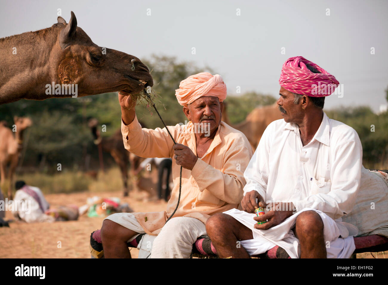 Rajasthani Männer mit typischen Trachten und ihre Kamele bei dem Kamel Messe Pushkar Fair oder Pushkar Mela, Pushkar, Indien Stockfoto