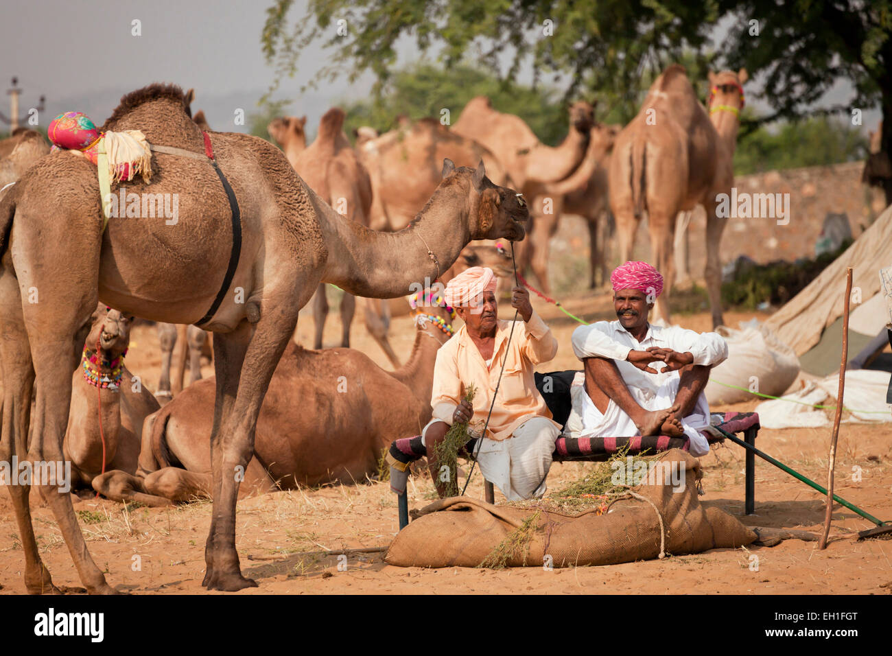 Rajasthani Männer mit typischen Trachten und ihre Kamele bei dem Kamel Messe Pushkar Fair oder Pushkar Mela, Pushkar, Indien Stockfoto